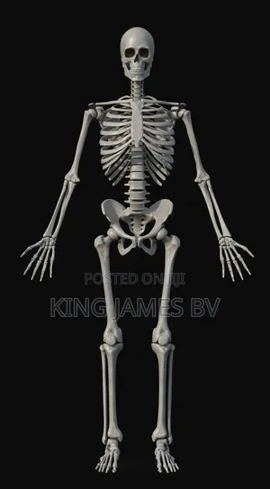 Human Skeleton Model for Laboratory – Medical Education Tool