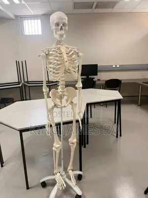 Anatomical Human Skeleton Model – Laboratory Teaching Equipment