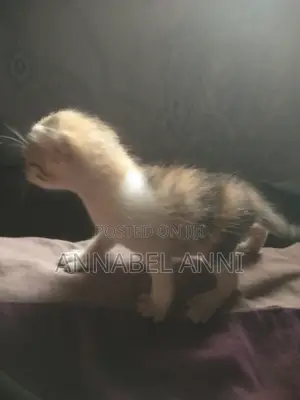 0-1 month Female Mixed Breed Cat