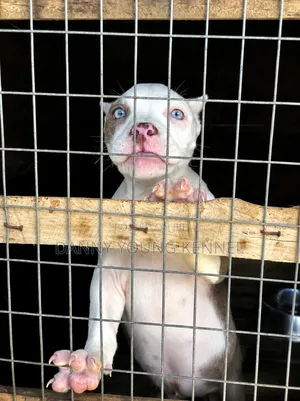 1-3 months Female Purebred American Bully