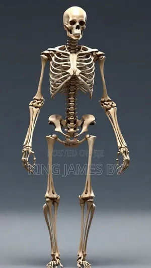 Human Skeleton Model for Laboratory – Anatomy Teaching Equipment