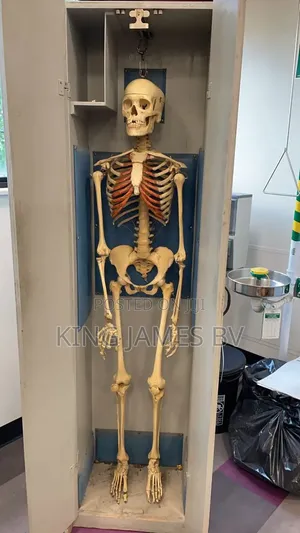 Full Body Human Skeleton Model – Laboratory Education Aid
