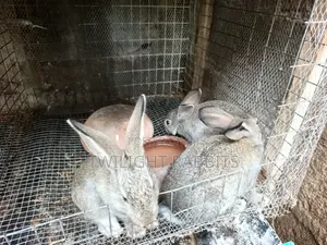 Rabbits. For Sale