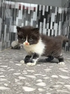 1-3 months Male Purebred Persian
