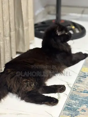6-12 months Male Purebred Maine Coon