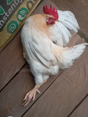 7months Cockerel Chicken
