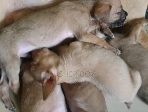 0-1 month Male Mixed Breed Boerboel