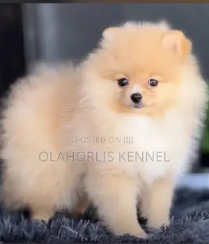 1-3 months Female Purebred Pomeranian