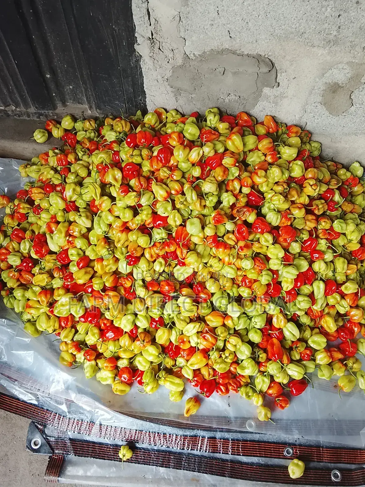 Fresh Pepper and Tomato