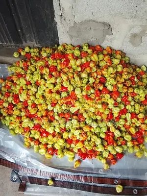 Fresh Pepper and Tomato