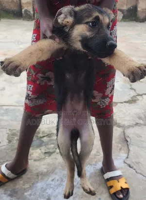 1-3 months Male Purebred German Shepherd