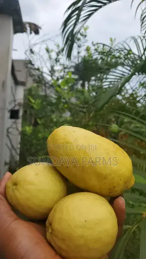 Fresh Lemons