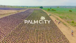 Land and Oil Palm Plantation