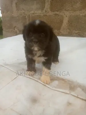 1-3 months Female Purebred Lhasa Apso