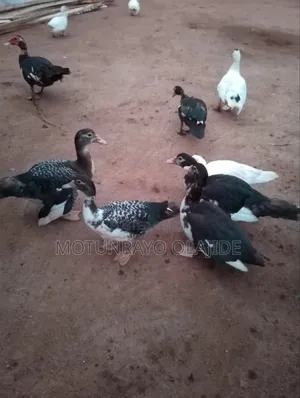 Mature Ducks, Male, Female and Developing Ones Available.