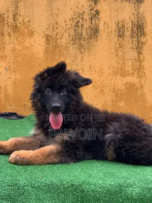 3-6 months Male Purebred German Shepherd