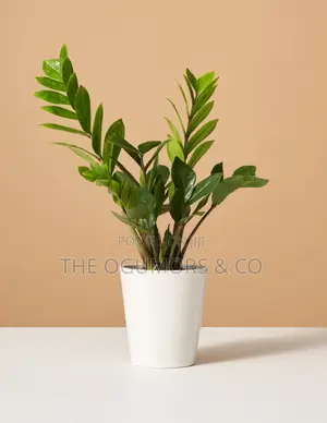ZZ Plant: Best Indoor Plant in Lagos