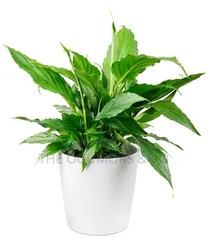 Peace Lily: Air Purifying Indoor Plant in Lagos