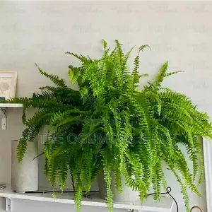 Boston Ferns : Indoor and Outdoor Plants in Lagos