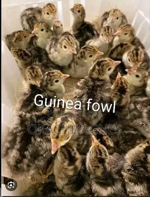 Your Trusted Source for Quality Chicks