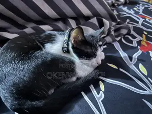 3-6 months Male Purebred Cat