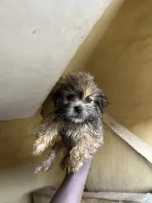 1-3 months Male Purebred Lhasa Apso