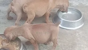 1-3 months Male Purebred Boerboel