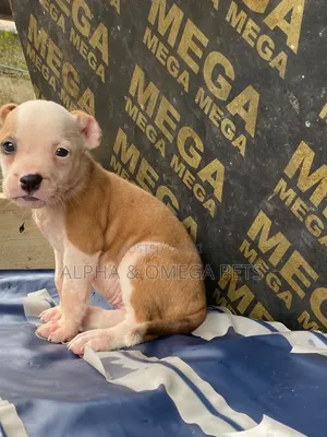 1-3 months Female Mixed Breed American Bully