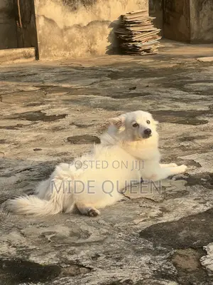 1+ year Female Purebred American Eskimo