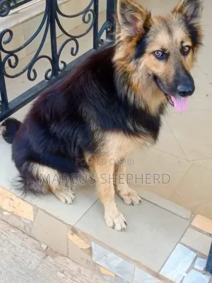 1+ year Male Purebred German Shepherd