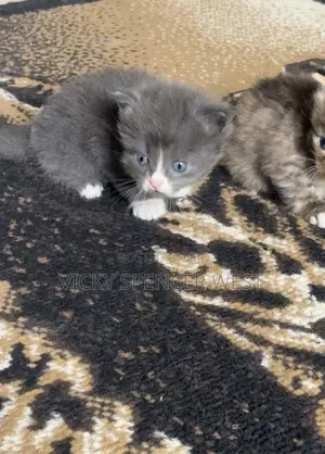 0-1 month Female Purebred Persian