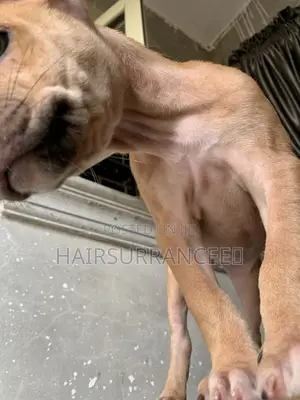1-3 months Female Mixed Breed American Bully