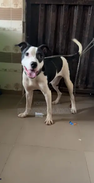 1+ year Female Mixed Breed American Pit Bull Terrier