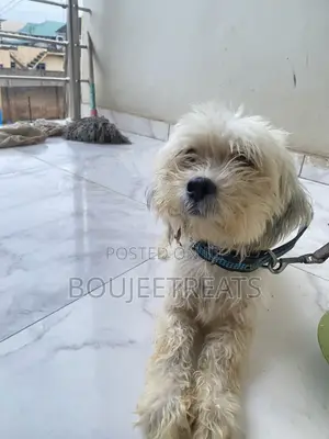 1+ year Male Mixed Breed Lhasa Apso