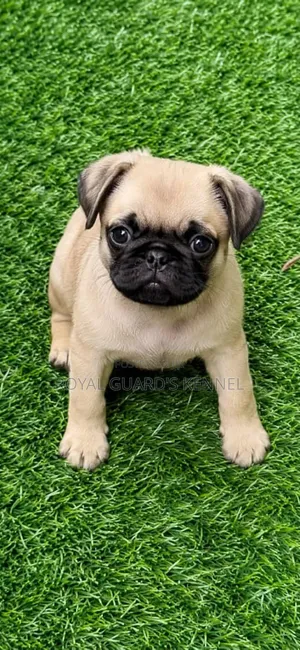 1-3 months Female Purebred Pug