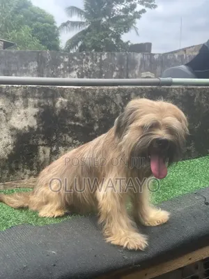 6-12 months Male Purebred Lhasa Apso