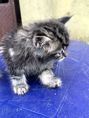 1-3 months Male Purebred Persian