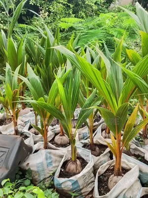Special Dwarf Coconut Seedlings Available