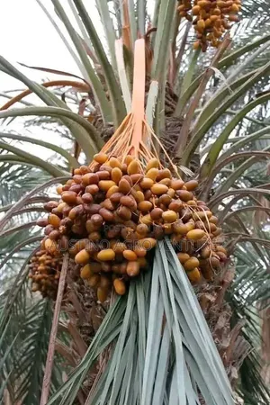 Date Palm Seedlings Available
