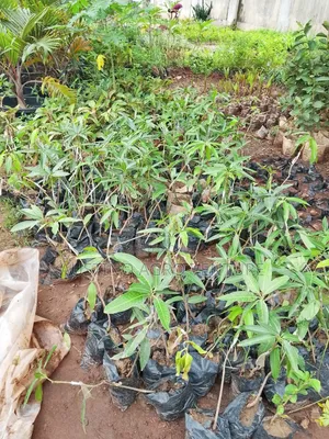 Budded Jumbo Mango Available