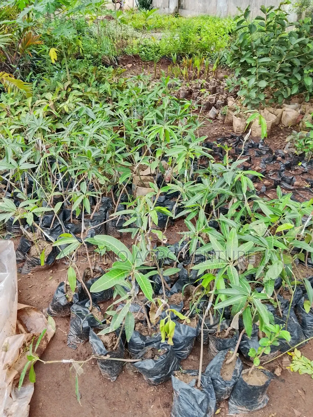 Budded Jumbo Mango Available