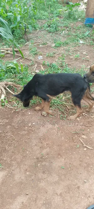 1+ year Female Purebred German Shepherd