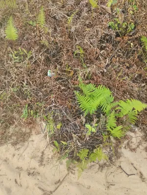 Fast-Selling Affordable Land in Ijagemo