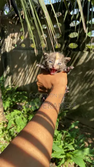 0-1 month Female Mixed Breed American Shorthair
