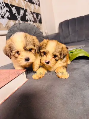 1-3 months Female Purebred Lhasa Apso
