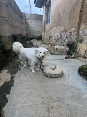 6-12 months Female Purebred American Eskimo