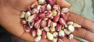 Obinna Food's