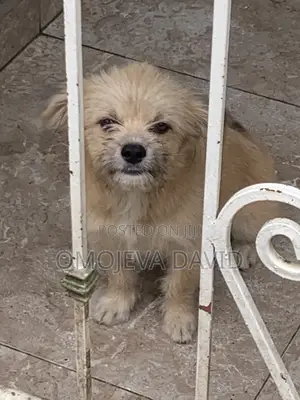 3-6 months Female Purebred Lhasa Apso