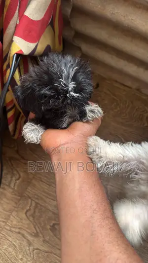 1-3 months Male Purebred Lhasa Apso