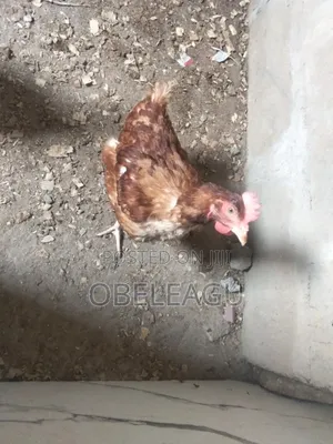 Layer Very Good Chicken You Will Never Regret Buying From Us
